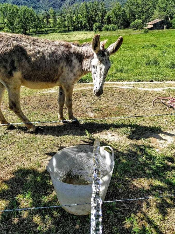 Mas Planella Casa Rural Mieres  Dış mekan fotoğraf